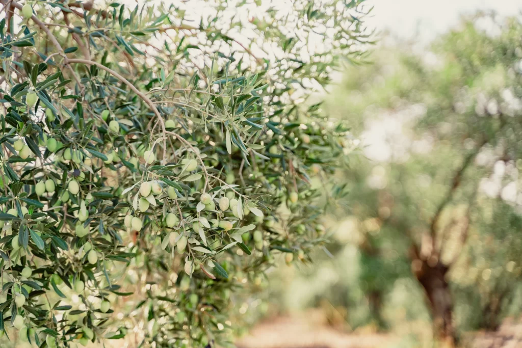 İyi Zeytinyağını Ayırt Etme /buefarm